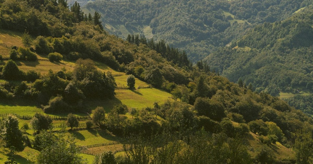 Asturias cheesemakers often need booking weeks ahead