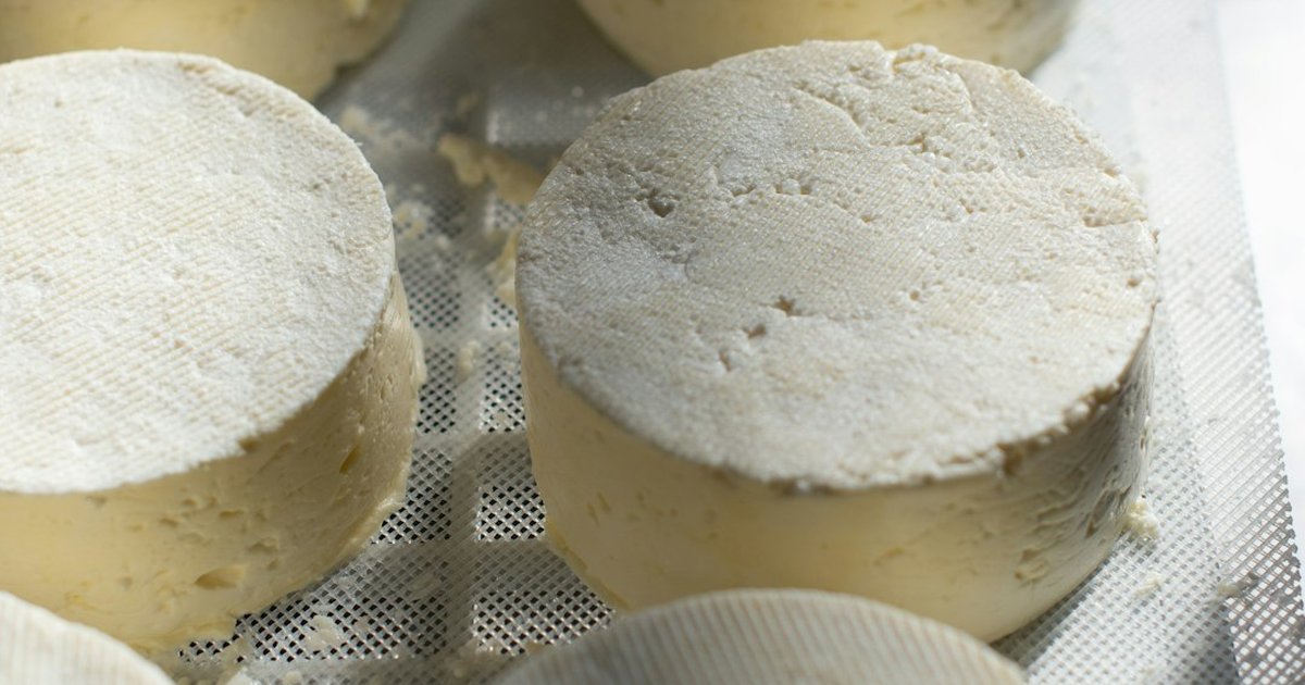 Avoid production collapse by mistiming cheesemaker hires