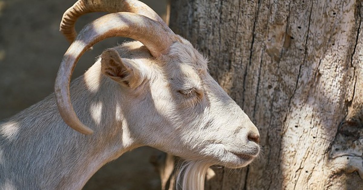 Choose the right cow, sheep or goat cheese