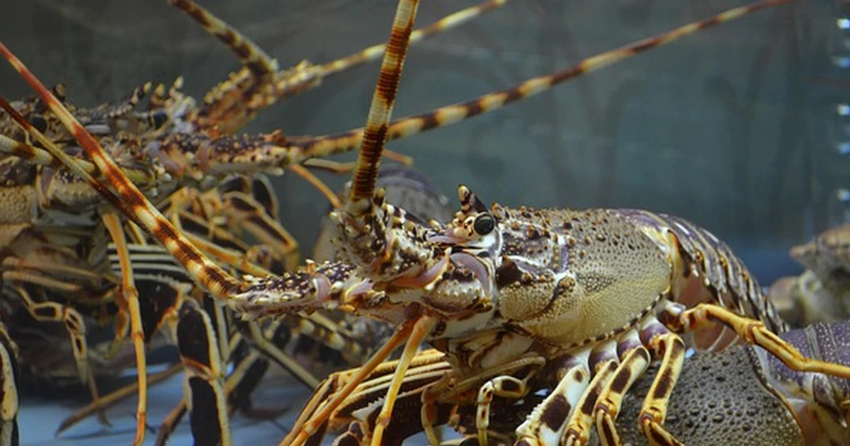 Don't assume allergen info makes Local Shellfish 2 safe