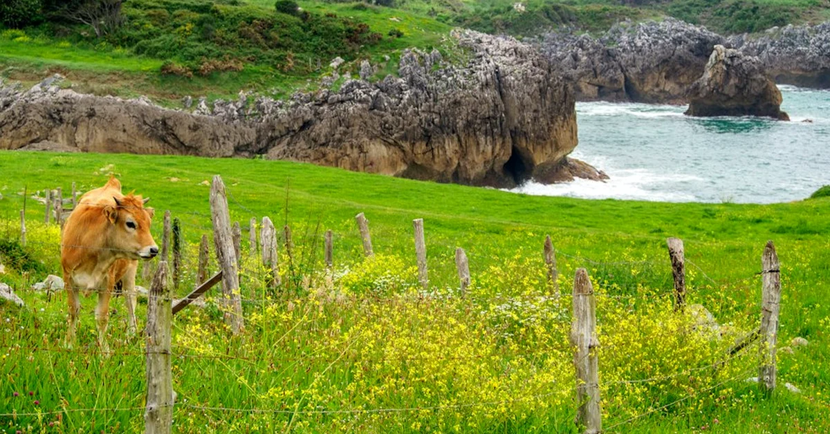 Don't Let Auctions Set Asturias Artisan Cheese Prices