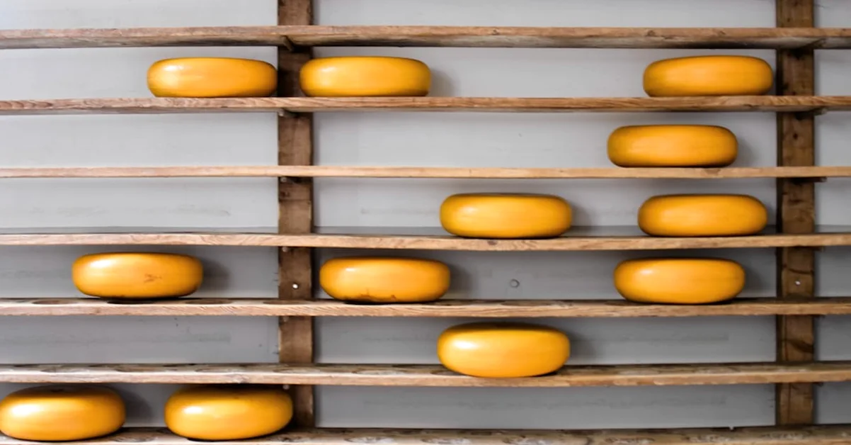 Skipping a Cheesemaker Can Derail Your Cheese Launch