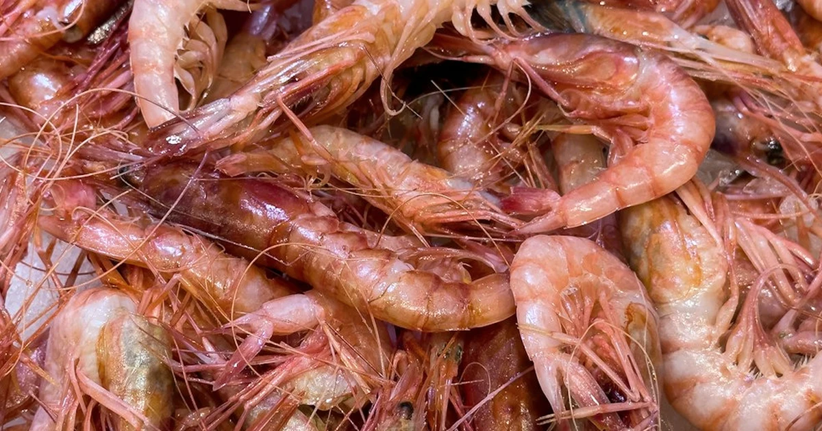 Why large prawns make potted shrimps rubbery