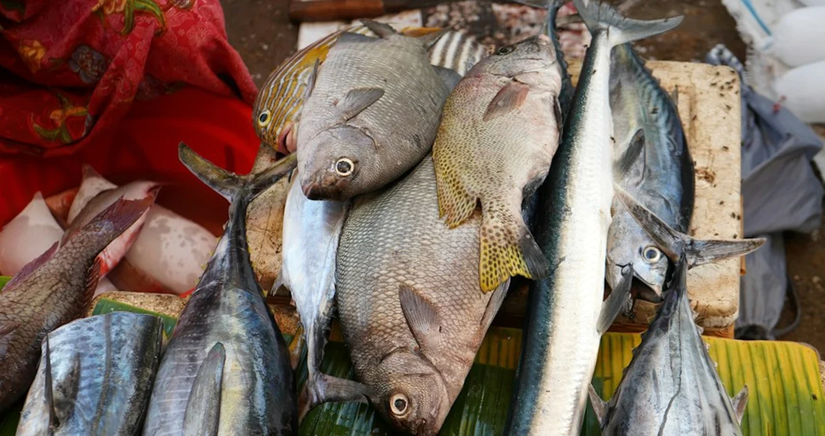 Why local fish dishes follow the port, not the coast